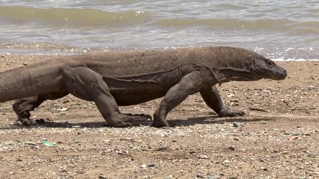 科莫多巨蜥(Varanus komodoensis)行走在海滩上，科莫多岛，东努沙滕加拉，印度尼西亚视频素材