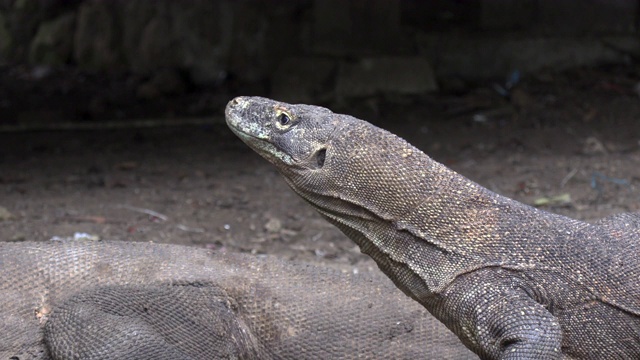 科莫多龙(Varanus komodoensis)，科莫多岛，东努沙滕加拉，印度尼西亚视频素材