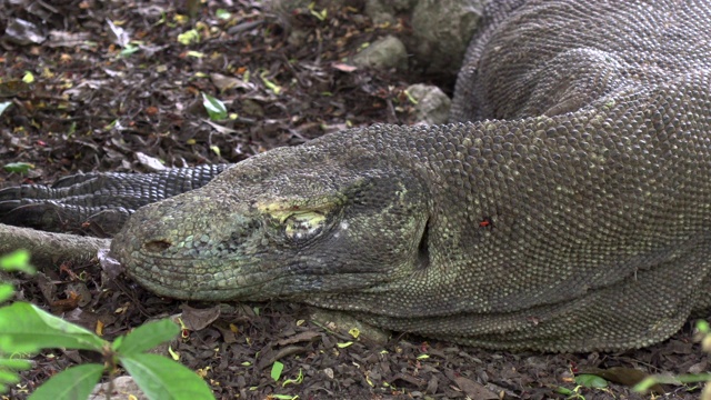 正在休息的科莫多巨蜥(Varanus komodoensis)，科莫多岛，东努沙滕加拉，印度尼西亚视频素材