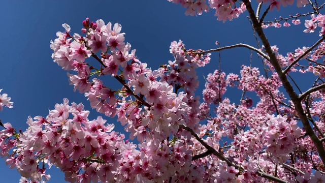 蓝色的天空映衬着樱花视频素材