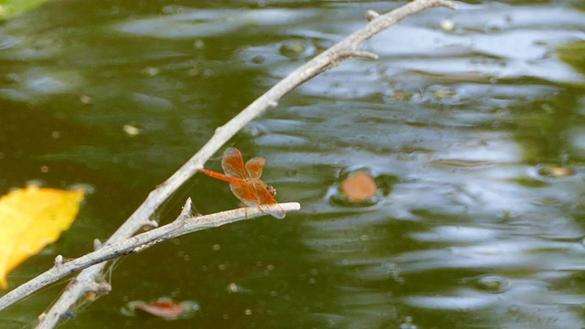 蜻蜓在树枝上。视频素材