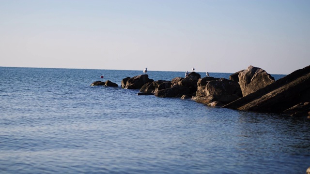 海鸥在海里的石头上。美丽的海鸥在海中央的石头上视频素材