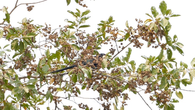 Green-billed Malkoha鸟视频素材