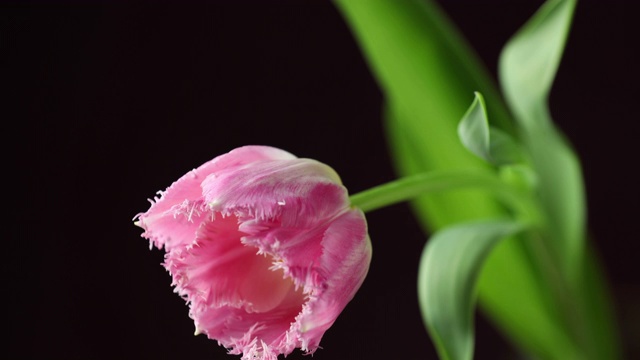 郁金香。明亮的粉红色白色彩色郁金香花的时间流逝与水珠盛开在深经典的蓝色背景。假日花束。4 k的视频视频素材