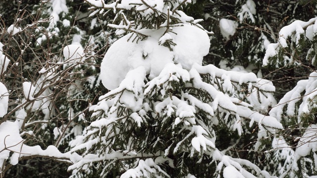 冬天的风景。近距离的雪躺在冷杉树枝上。松树上覆盖着积雪。西伯利亚的雪林，4K视频素材