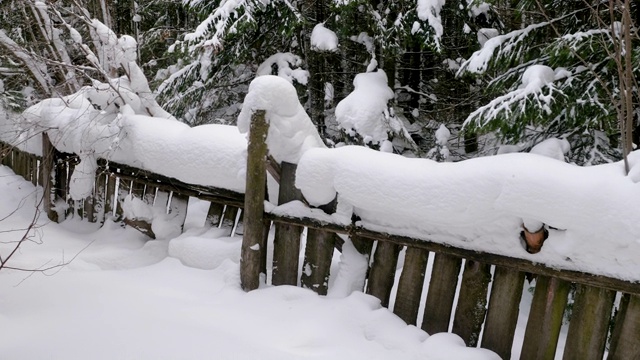 冬天的风景。老旧的未上漆的木栅栏后面是白雪覆盖的松林。俄罗斯西伯利亚的乡村，4K视频素材