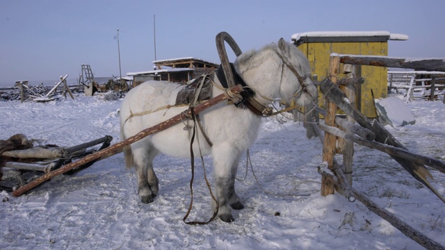 俄罗斯萨哈共和国奥伊米亚康附近的马养殖场，一匹拉着雪橇的雅库特马视频素材