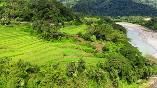 菲律宾的梯田。这个村庄位于梯田之间的山谷中。菲律宾北部的水稻种植视频素材