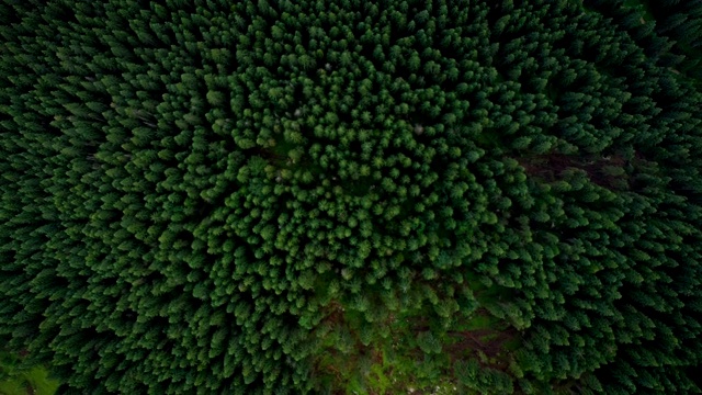 飞过美丽的山谷和多云的黄昏松树林视频素材