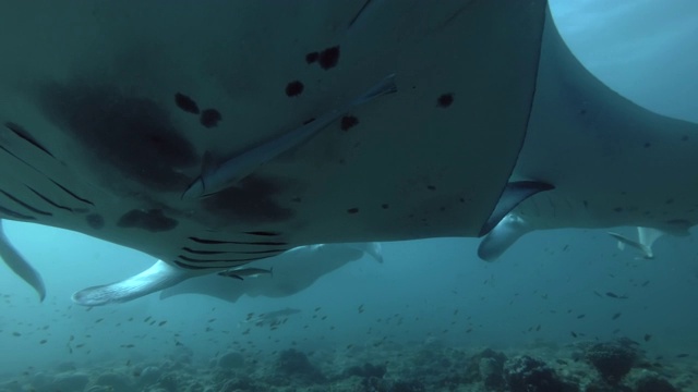 一群礁蝠鲼(Mobula alfredi, Manta alfredi)游在珊瑚礁上，印度洋，马尔代夫视频素材