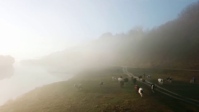 鸟瞰图牛群在秋天的草地视频素材