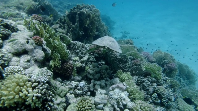 海龟游过水面下的珊瑚礁。玳瑁海龟(Eretmochelys imbricata)水下射击。红海，阿布达布，马萨阿拉姆，埃及，非洲视频素材