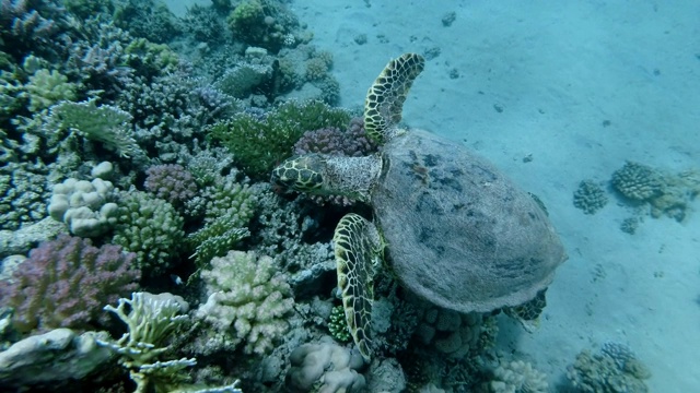 海龟在水面下靠近珊瑚礁顶部游动。玳瑁海龟(Eretmochelys imbricata)水下拍摄，俯视。红海，阿布达布，马萨阿拉姆，埃及，非洲视频素材