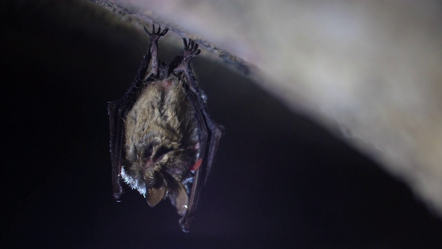 近距离观察奇异动物Natterer的蝙蝠Myotis nattereri冬眠后倒挂在冰冷的砖拱地窖顶部，通过舔翅膀上的水滴喝水。创造性的野生动物把视频素材