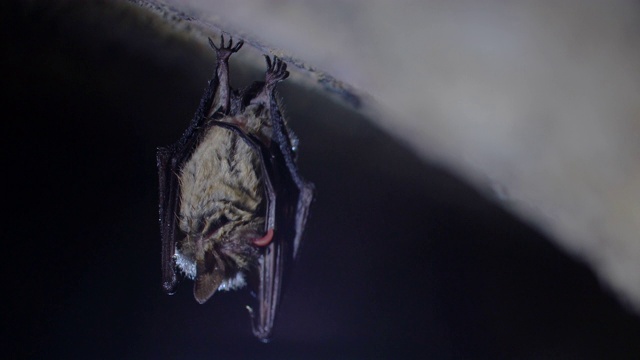 近距离观察奇异动物Natterer的蝙蝠Myotis nattereri冬眠后倒挂在冰冷的砖拱地窖顶部，通过舔翅膀上的水滴喝水。创造性的野生动物把视频素材