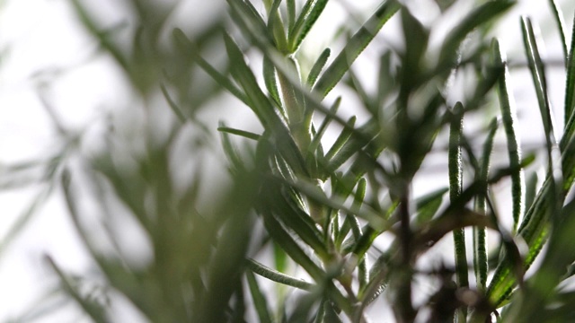 特写新鲜的绿色迷迭香旋转在白色背景在慢镜头视频素材