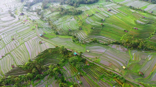 巴厘岛，鸟瞰日出中的Jatiluwih梯田。视频素材