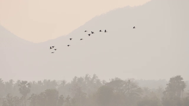 场景自然鸟群在天空中飞翔背景山和树在日落时间。慢动作视频素材