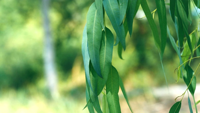 特写桉树嫩绿的枝叶，镜头移动，4K分辨率视频下载