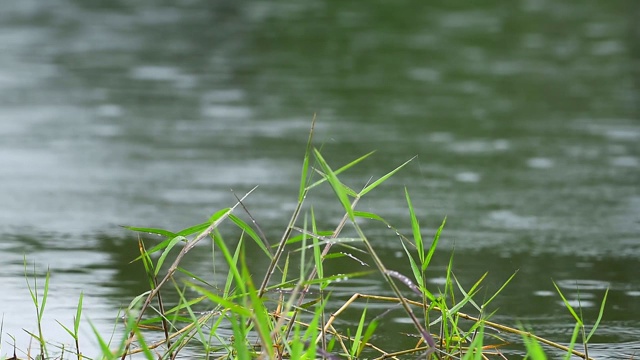 雨滴落在河水表面视频素材