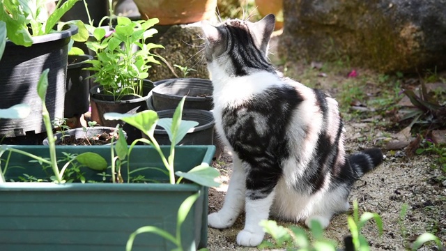 虎斑猫在蔬菜绿色的花园户外玩耍视频素材