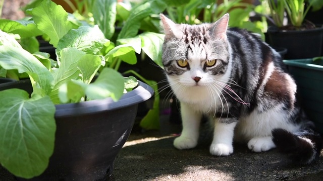 虎斑猫在蔬菜绿色的花园户外玩耍视频素材