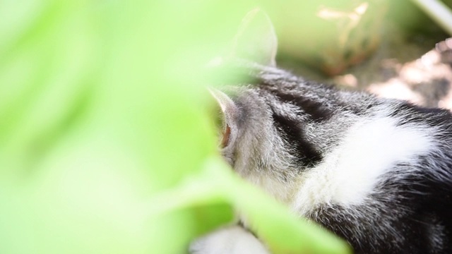 虎斑猫在蔬菜绿色的花园户外玩耍视频素材