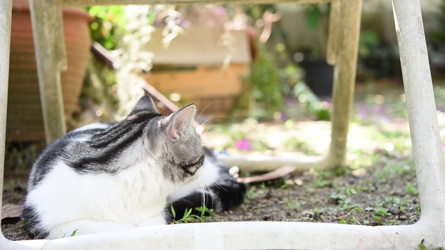 虎斑猫放松在绿色的花园户外视频素材