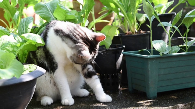 虎斑猫在室外的绿色花园中清洁自己视频素材