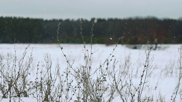 雪花飘落在美丽的灰色冬日风景上视频素材