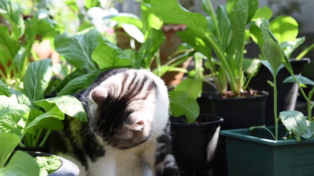 虎斑猫舔着自己在蔬菜绿色的花园户外，倾斜下来拍摄视频素材