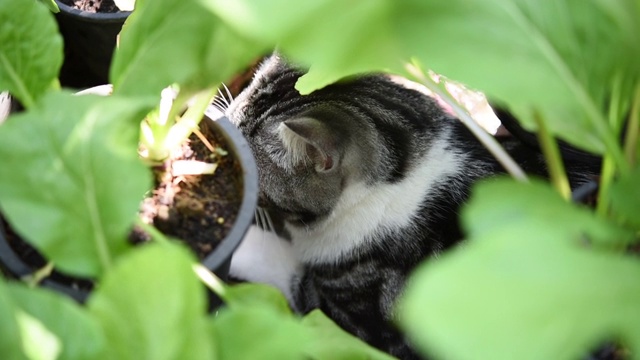 虎斑猫在蔬菜绿色的花园户外玩耍视频素材