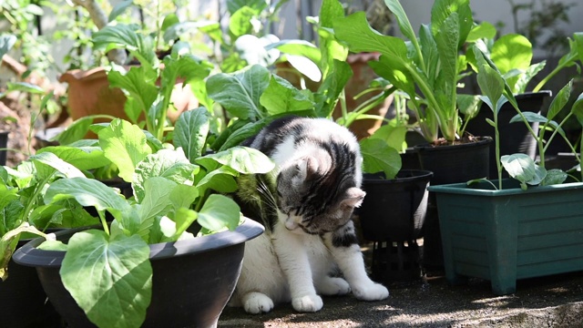 虎斑猫在蔬菜绿色的花园户外玩耍视频素材