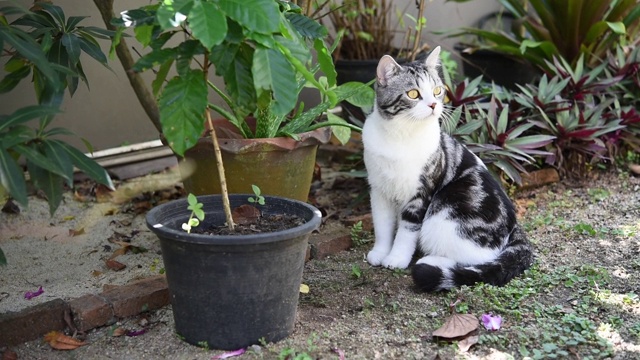 虎斑猫在绿色的花园外面玩耍视频素材