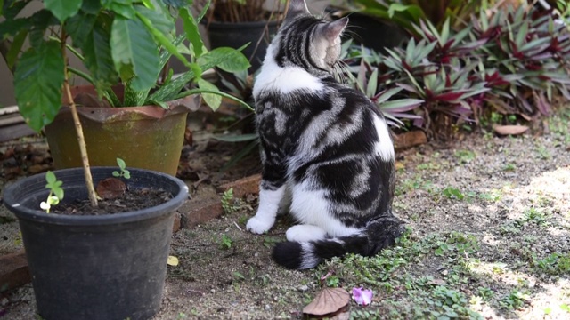 虎斑猫在绿色的花园外面玩耍视频素材