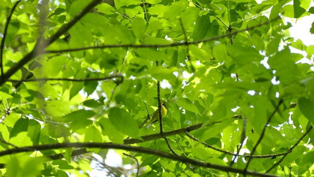 带有独特斑纹的冠莺在卡洛林落叶中歌唱视频素材