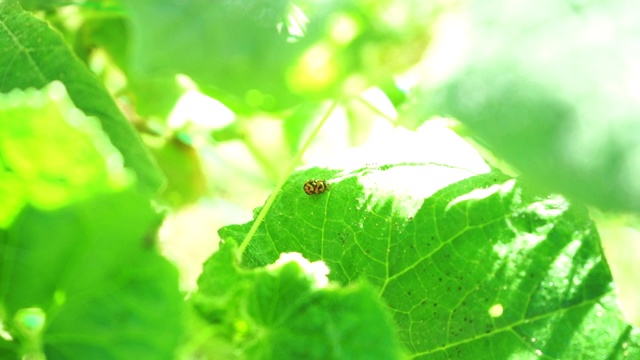 一个小小的瓢虫ladybird在阳光明媚的早晨在菜园红斑点虫的叶子上走来走去视频素材