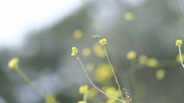 蜜蜂飞越黄花慢镜头微距视频素材