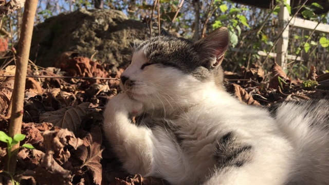 小猫费利斯猫在田野里休息4K视频素材