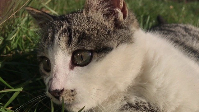 小猫在野外玩耍的慢镜头视频素材