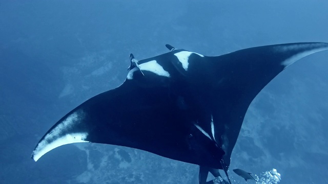 潜水员与巨型海洋蝠鲼(Mobula birostris)视频下载