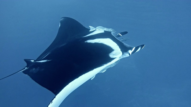 潜水员与巨型海洋蝠鲼(Mobula birostris)视频下载