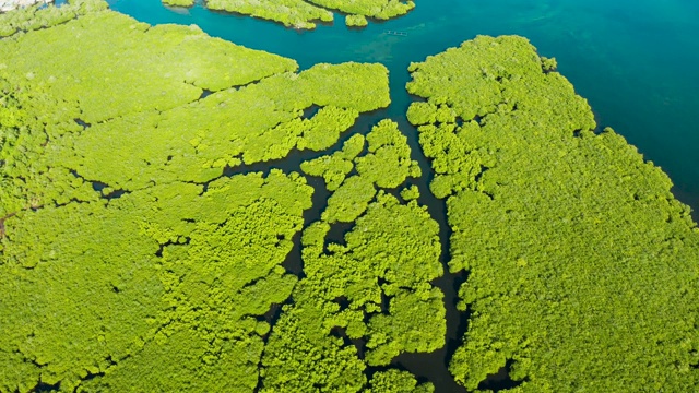 红树林,俯视图。红树林和蜿蜒的河流视频素材