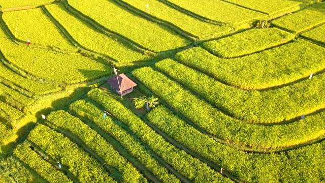 印度尼西亚巴厘岛，鸟瞰视频素材