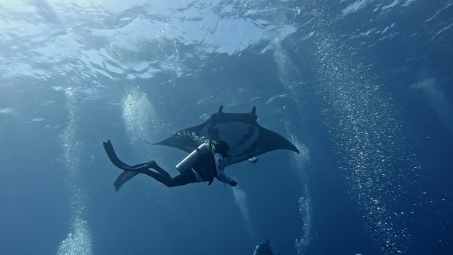 潜水员与巨型海洋蝠鲼(Mobula birostris)视频下载