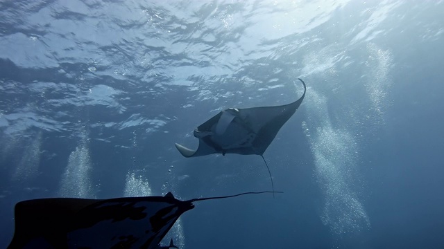 潜水员与巨型海洋蝠鲼(Mobula birostris)视频下载