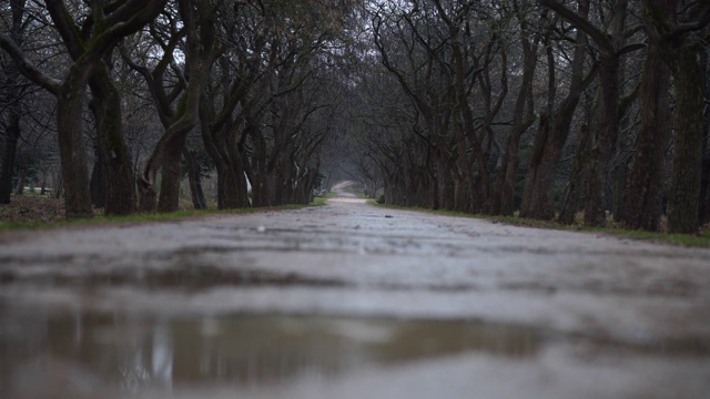 秋天，雨水落在水坑里的小路上，空旷的公园小路上有光秃秃的树木视频素材