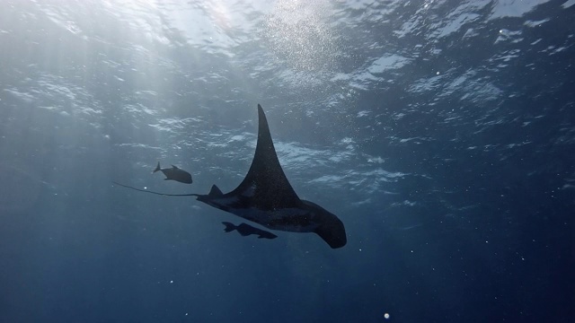 潜水员与巨型海洋蝠鲼(Mobula birostris)视频下载