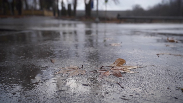 下雨天，落叶落在潮湿的沥青上。汽车开过水坑视频素材