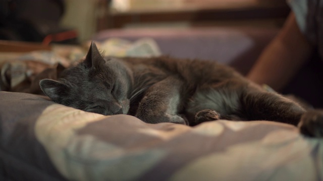 男人和他的灰猫晚上一起睡在床上。视频素材